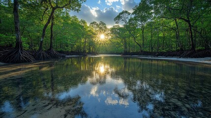 Fototapeta premium Mangrove Forest at Low Tide Exposing Roots Under Bright Sunlight
