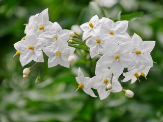 Obraz premium Jasminblütige Nachtschatten (Solanum laxum, Syn. Solanum jasminoides)