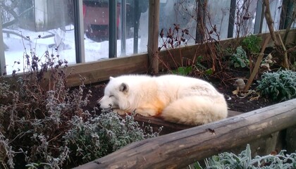 White Fox Resting in Winter Garden with Plants and Snow