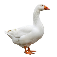 Fototapeta premium White goose standing profile view transparent background