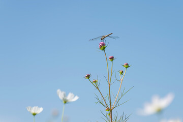 青空と白いコスモスの花とトンボ