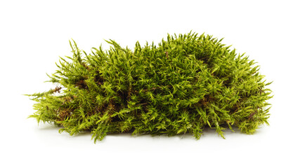 Pile of green forest moss isolated on white background.