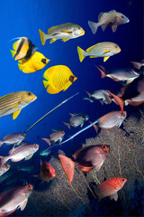 Fototapety na wymiar - Fototapeta24.pl