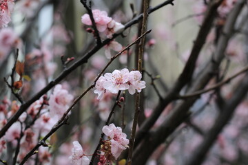 The delicate pink blossoms of a Prunus mume, commonly known as the Japanese apricot. The series of photographs was taken after the heavy rain.