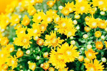 箱根のハロウィンのカボチャ