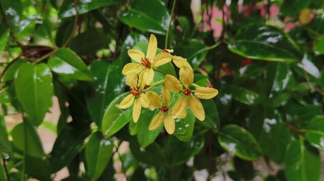 Wet Golden Thryallis flower closeup with raindrops falling. Light rain shower or drizzle precipitation climate during monsoon season. Beautiful morning day rainy weather atmosphere in south India.