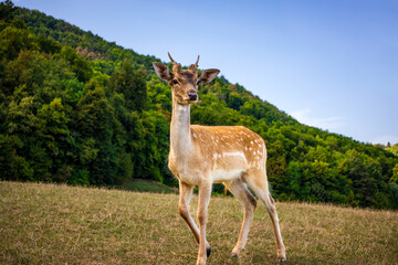 cute deer posing on a lush forest meadow. close-up portrait of the animal. elegant calm background with deer. deer