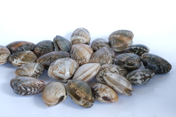 Clams on white background. Seafood.