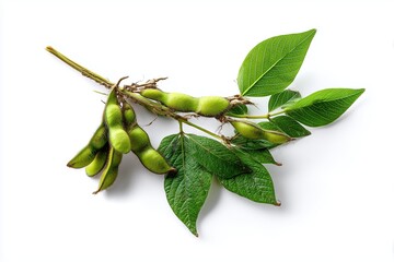 A freshly harvested edamame soybean plant is depicted against a white background.