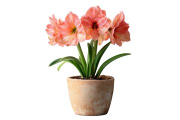 Amaryllis in a terracotta pot on transparent background