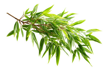 Fototapeta premium Bamboo Branch with Green Leaves on Transparent Background