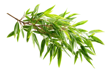 Bamboo Branch with Green Leaves on Transparent Background