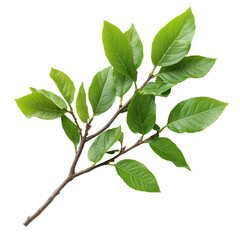 Hickory isolated on transparent background.