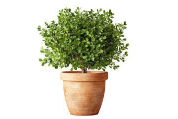 Fototapeta premium Boxwood shrub in terracotta pot on transparent background