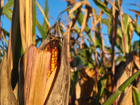 Ripe corn cob hidden in the field