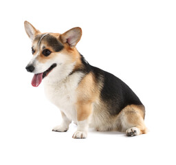 Cute Welsh Corgi on white background. Adorable pet