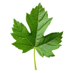 Green maple leaf on a transparent background