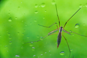 Crane fly mosquito hawk insect with long legs on the window glass covered in water droplets. Macro...