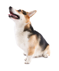 Cute Welsh Corgi on white background. Adorable pet