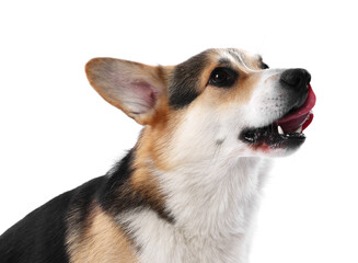 Cute Welsh Corgi on white background. Adorable pet