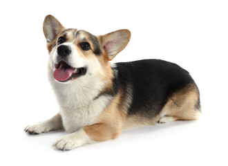 Cute Welsh Corgi on white background. Adorable pet
