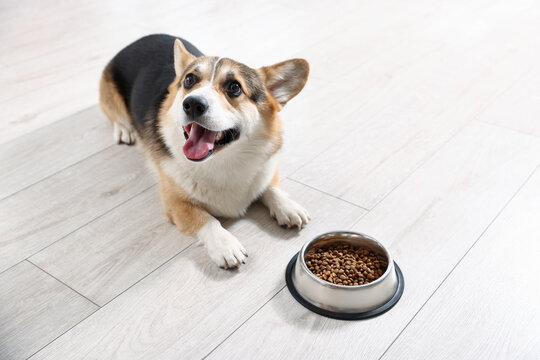 Cute Welsh Corgi near feeding bowl with dog food on floor at home, space for text
