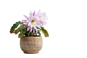 Epiphyllum Orchid Cactus in Rustic Pot on Transparent Background