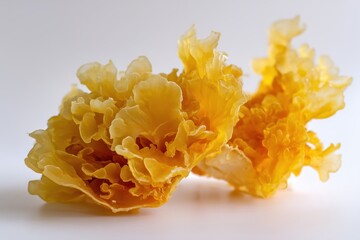 tremella on the white background