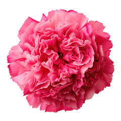 Close-up of wild red rose