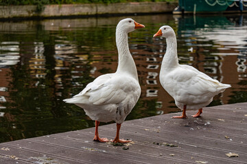 White geese on the river bank, wild birds near the water, nature, close-up photo