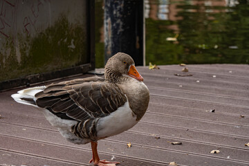 White geese on the river bank, wild birds near the water, nature, close-up photo