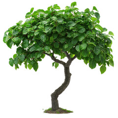 Weeping Mulberry isolated on transparent background.
