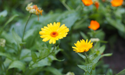 Raindrops on yellow flower buds
