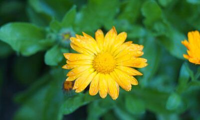Raindrops on yellow flower buds