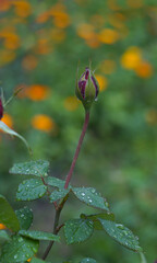 Unopened rose buds and raindrops on the leaf