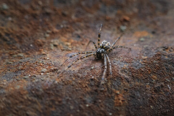 Small spider, an arachnid, vigilantly poised, rests on vibrant brown, red, and orange rust metal surface. Macro close up reveals intricate texture of old weathered material