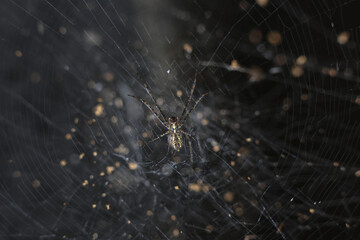 Fascinating spider patiently awaits prey an intricate web. Macro closeup reveals delicate silk strands dark, natural habitat, highlighting captivating detail of small arachnid. Amazing wild nature