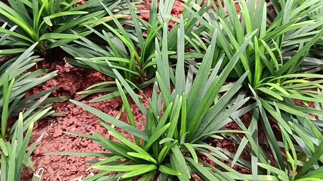 Foliage of Ophiopogon japonicus commonly known as dwarf lilyturf, mondo grass, fountainplant, monkey grass growing in the red soil.