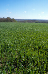 champ, Triticum vulgare, Blé, La Gatine Tourangelle, 37, Indre et Loire, France