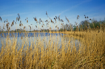 Phragmites australis, Roseau, Etangs d'Outines et d'Arrigny, Lac du Der, Chantecoq, Haute Marne, 52, Marne, 51, France