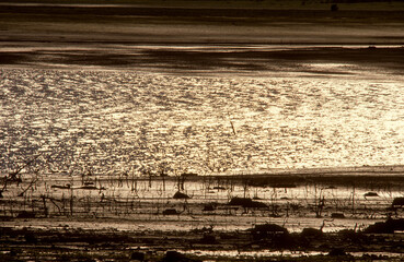 coucher de soleil, Parc Naturel Régional des Grands Lacs , Lac du Der ,Chantecoq,  Marne, Haute Marne, 51, 52, France