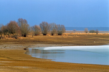 Salix cinerea, Saule cendré, Parc Naturel Régional des Grands Lacs , Lac du Der ,Chantecoq,  Marne, Haute Marne, 51, 52, France