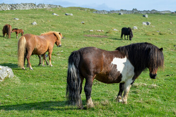 Obraz premium Poney, race Seytland, cheval, Iles Shetland, Ecosse, Grande Bretagne