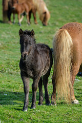 Poney, race Seytland, cheval, poulin et jument, jeune et femelle, Iles Shetland, Ecosse, Grande Bretagne