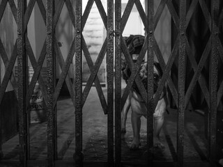 a dog jailed showing sad emotion