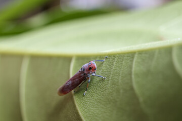 Tiny red leafhopper insect in macro close up view. small bug rests peacefully on vibrant green leaf in nature, showcasing delicate details of wildlife