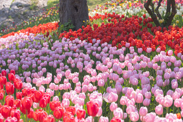 A beautiful view of a tulip field in full bloom.