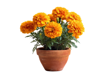 Marigold bouquet in terracotta pot on transparent background