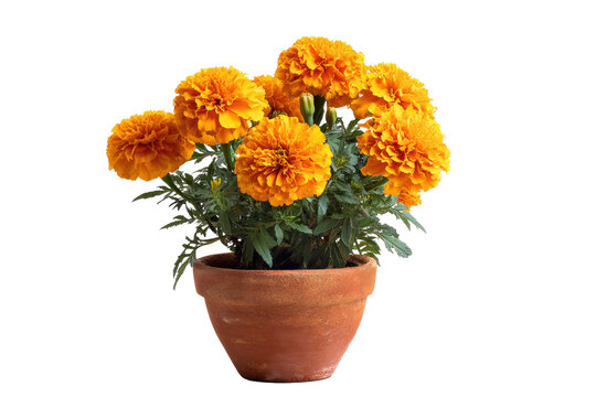 Marigold bouquet in terracotta pot on transparent background