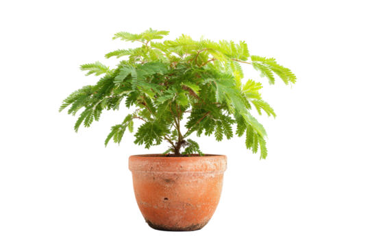 Mimosa pudica Plant in Terracotta Pot on Transparent Background - Powered by Adobe
